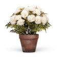 potted cream mums faux floral arrangement in brown pot