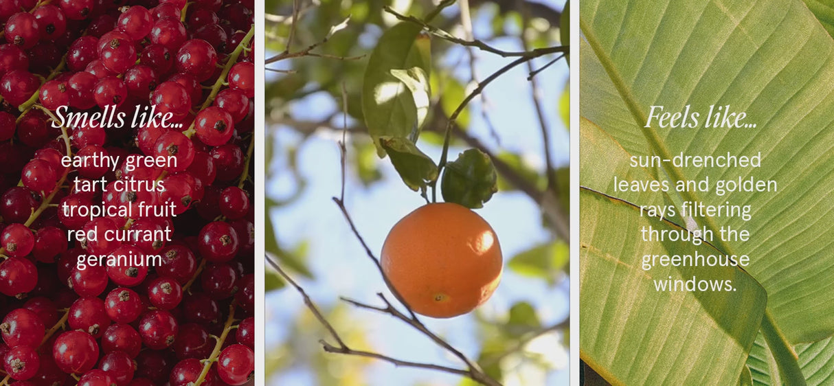 Votivo Red Currant Discovery Candle