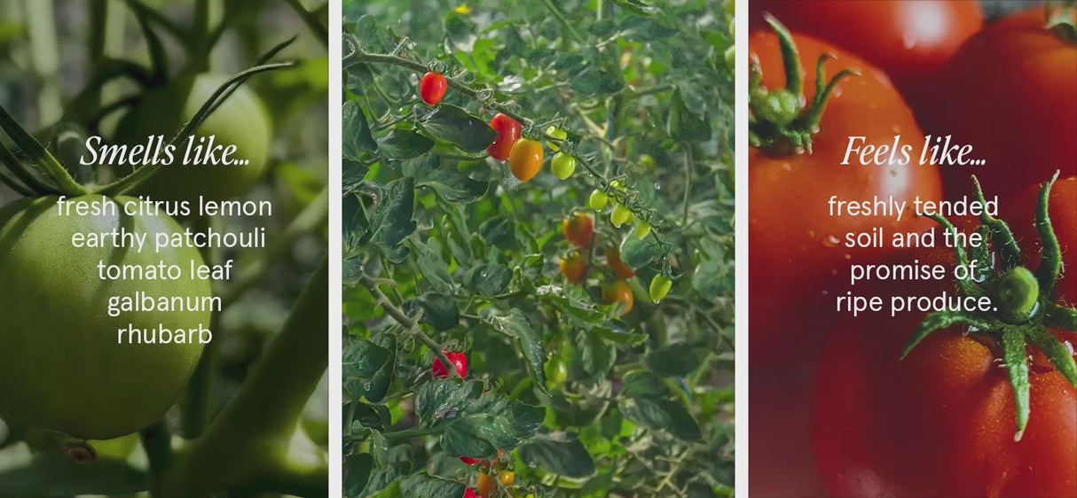 Votivo Fresh Tomato Leaf Room & Linen Spray