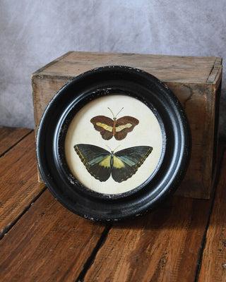 Butterfly & Moth Framed Round Pictures