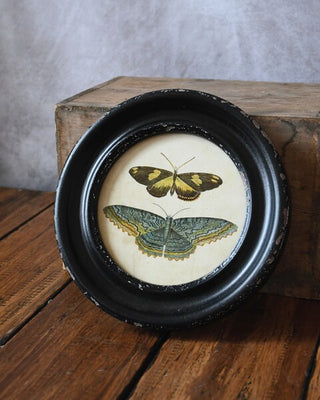 Butterfly & Moth Framed Round Pictures