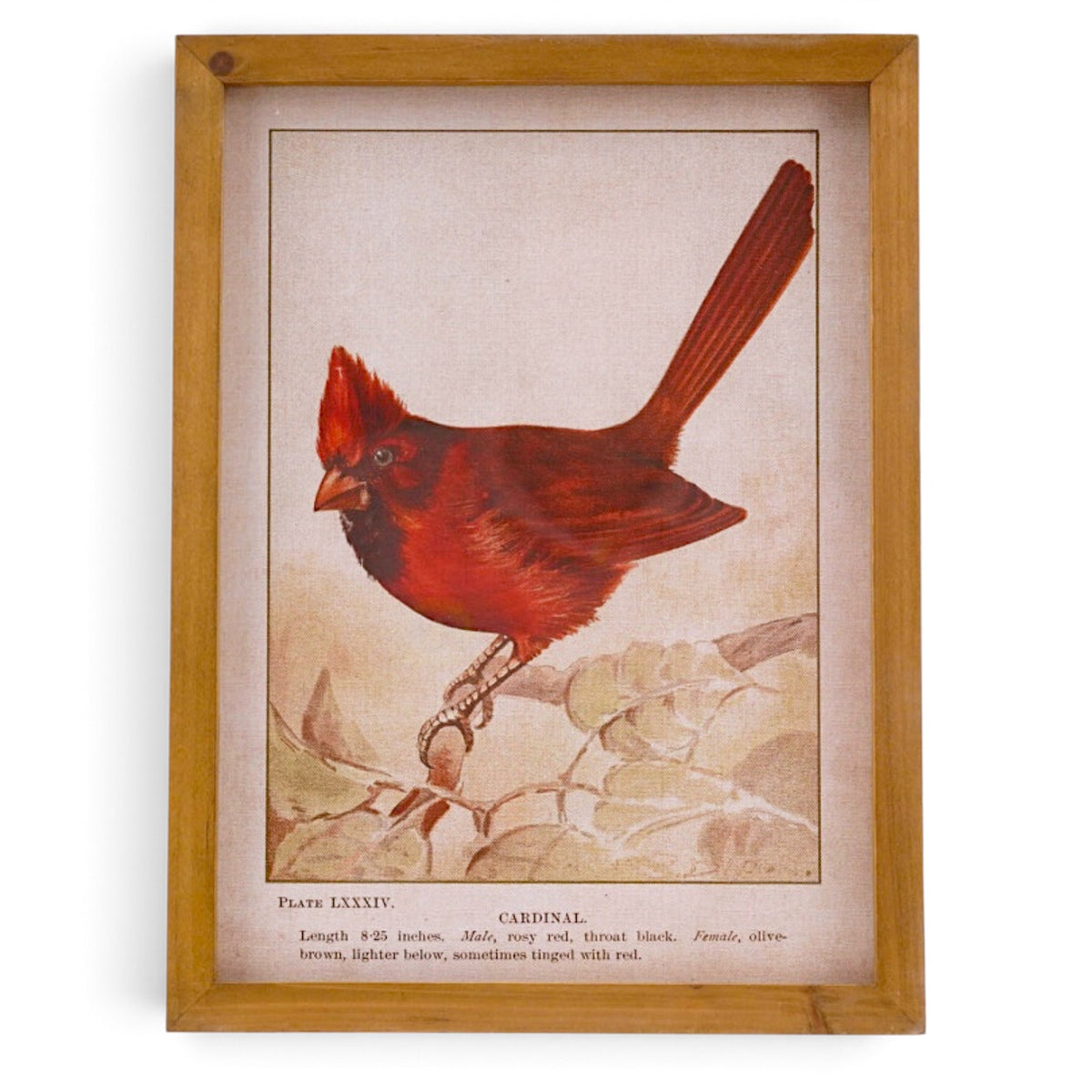 Vintage reproduction red cardinal illustration with muted foliage and natural history lettering in a warm wood frame with glass.