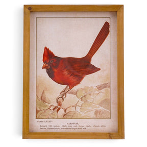 Vintage reproduction red cardinal illustration with muted foliage and natural history lettering in a warm wood frame with glass.