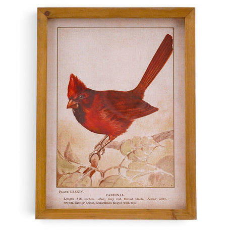 Vintage reproduction red cardinal illustration with muted foliage and natural history lettering in a warm wood frame with glass.