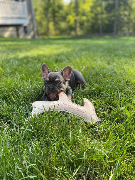 Natural Leather Antler Dog Toy